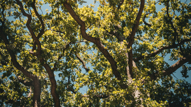 Semantische Maschinen brauchen semantische Modelle